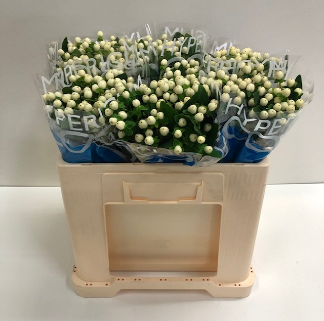 Hypericum coco uno.jpg